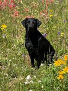 a dog in a field of flowers