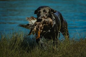 a dog carrying a bird in it's mouth