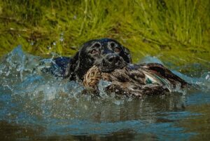 a dog carrying a bird in it's mouth